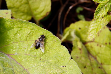 fly on leaf