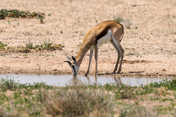 Springbok, Antidorcas marsupialis, Afrique du Sud