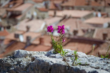 strong flower in old town in Dubrovnik