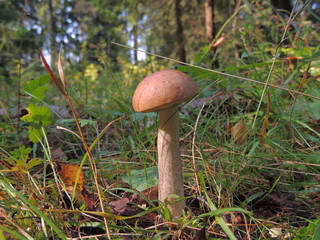 mushrooms in the forest.autumn forest rich selection of fungi.