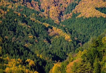 Mountain in Autumn maple momiji leaf. Seasonal natural landscape in fall season.