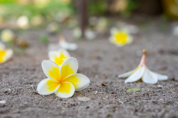 Plumeria flower with white and yellow color on ground.