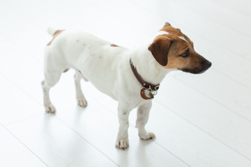 Pet and purebred dog concept - young jack russell terrier standing on a white floor