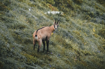 Gams auf  Bergwiese in den italienischen Alpen 