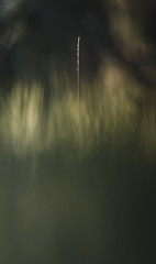 Obraz premium Abstrakter Grashalm mit weichem Morgenlicht