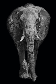 African elephant on dark background in black and white image