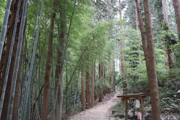 森の中の神社