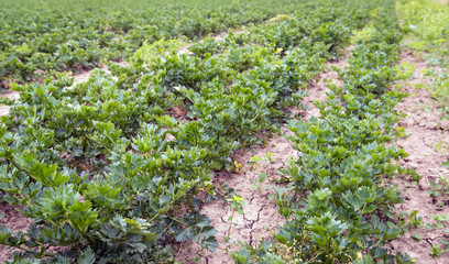 Cultivated organically grown celery plants from close