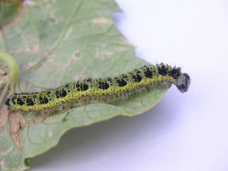 green caterpillar on a leaf