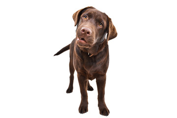 Curious Labrador puppy standing isolated on a white background