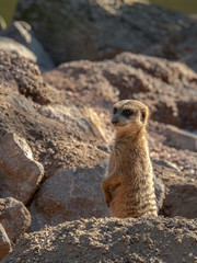 Wachsames Erdmännchen 