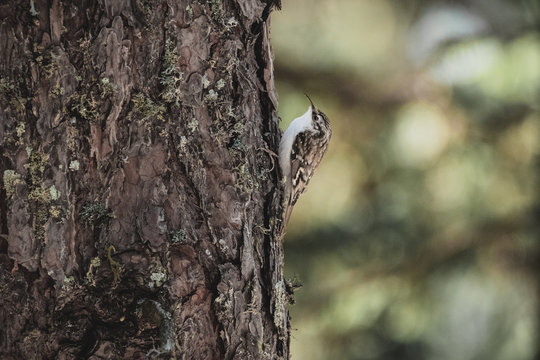 Waldbauml&auml;ufer auf Nahrungssuche auf Fichtenbaum