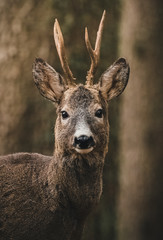 Reh Augenkontakt im Wald 
