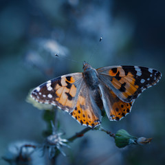 beautiful moody isolated butterfly laid on a leaf during the spring season in kuwait