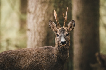Reh Augenkontakt im Wald 
