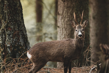 Reh Augenkontakt im Wald 