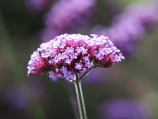 Closeup of a pretty mauve Verbena flowering in a garden