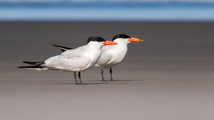 Caspian Tern