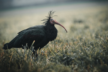 Waldrappen in einer Wiese