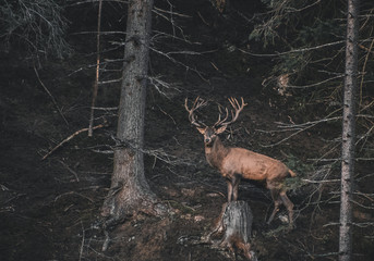 Rothirsch mit Geweih im wilden Wald 