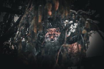 Europäischer Luchs auf Baum