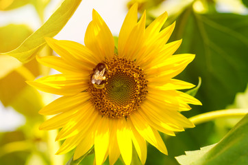 Naklejka premium bumblebee on sunflower