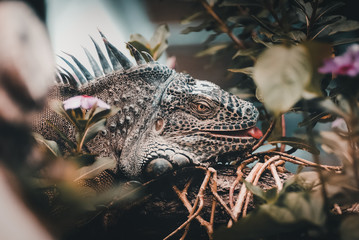 Exotischer Leguan 