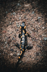 Feuersalamander auf Kiesboden
