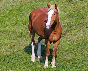 Naklejka na ściany i meble horse standing in a field shot from above
