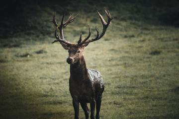 Kapitaler Wilder Rothirsch auf Bergwiese