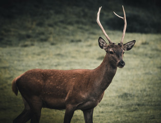 Junger Wilder Rothirsch auf Bergwiese