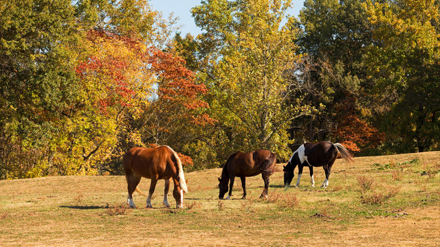 three horses grazing in a field in autumn