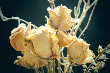 withered roses