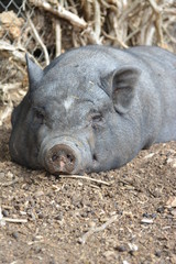 Gros cochon qui fait la sieste