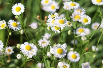 Fototapeta premium weiße Blüten des Feinstrahl