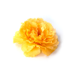 photo with flowers Isolated from a white background.