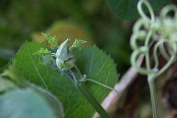 Autumn leaves background. Autumn pumpkin flowers and leaves in an organic garden.