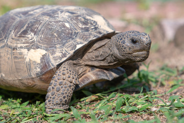 A close up of a Gopher Tortoise (Gopherus polyphemus) as it moves across a lawn. A reptile, the Gopher Tortoise is the  state tortoise of Georgia and Florida, and is a 