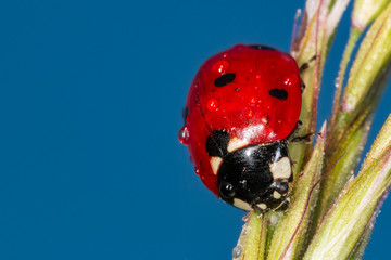 Close up of ladybug on wheat ear covered with the morning dew