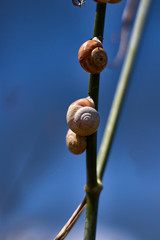  Small snails on a fennel branch