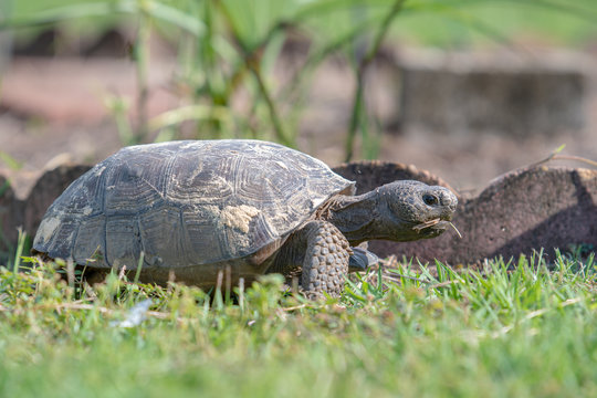 A Gopher Tortoise (Gopherus polyphemus) moves across a lawn, feeding on grass as it goes. A reptile, the Gopher Tortoise is the state tortoise of Georgia and Florida, and is a "keystone species".