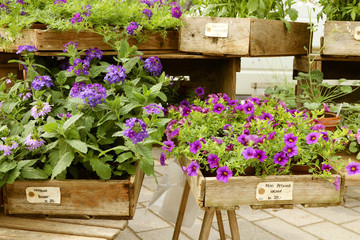 Popular hanging blue mini Petunia and Verbena are presented at the street flower market.