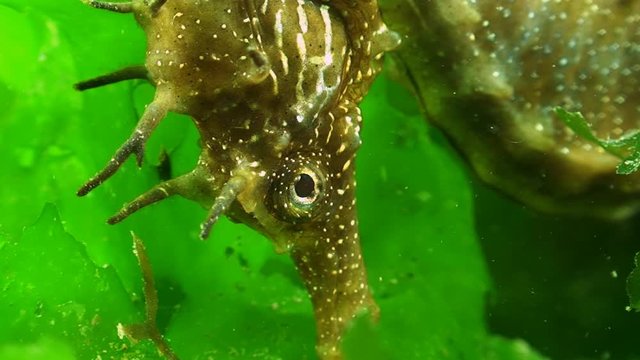 Hippocampe - Seahorse