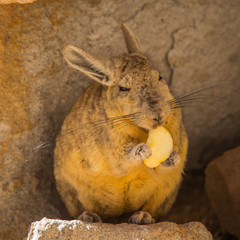 The Bolivian Viscaccia on the rocks
