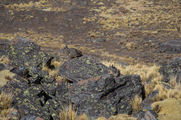 The Bolivian Viscaccia on the rocks