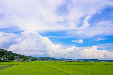 Obraz premium 夏の青空と緑の水田