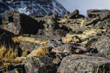 The Bolivian Viscaccia on the rocks