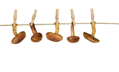 Autumn forest mushrooms with wooden pins hang and dry on cotton rope