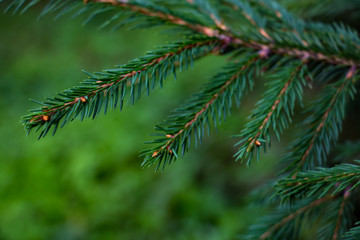 fir tree branch