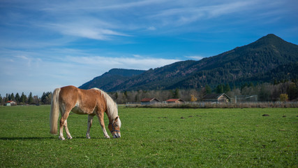 Fototapeta na wymiar Horse Grazing And Feeding In Field